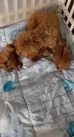 Cuccioli barboncini nani