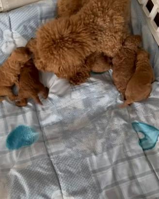 Cuccioli barboncini nani
