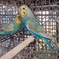 Femmine e coppie di Cocoriti Rainbow