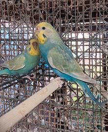 Femmine e coppie di Cocoriti Rainbow