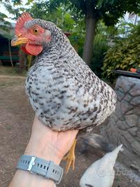 Galli Amrock Marans collo nudo