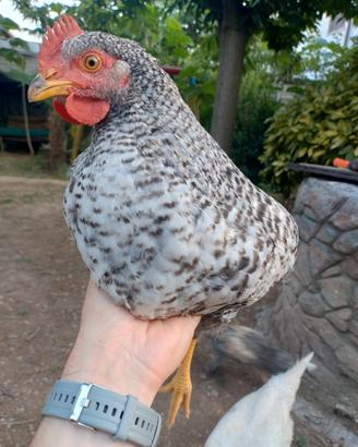 Galli Amrock Marans collo nudo