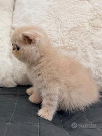 Exotic Shorthair