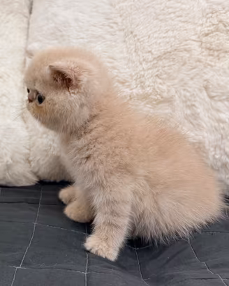 Exotic Shorthair