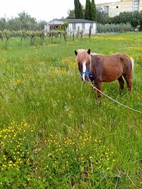 Stella pony ideale per bambini