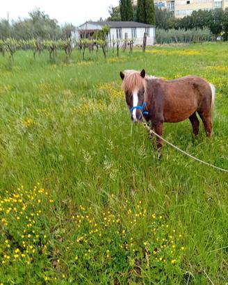 Stella pony ideale per bambini