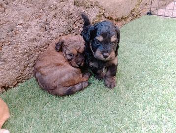 Cuccioli di Maltipoo
