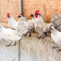 Galline olandesine nane