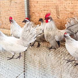 Galline olandesine nane