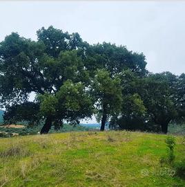 Terreno agricolo edificabile - Padru