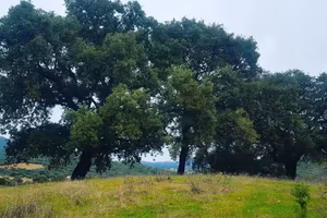 Terreno agricolo edificabile - Padru