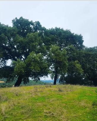 Terreno agricolo con capacità edificatoria - Padru