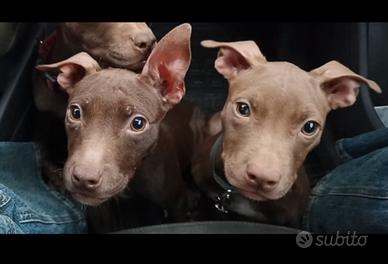 Cucciole pit