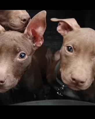 Cucciole pit