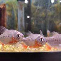 Piranha piccoli