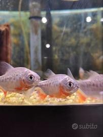 Piranha piccoli