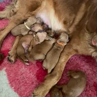 Cuccioli selezionati di golden retriever