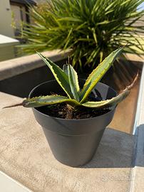 Agave variegata e agave verde