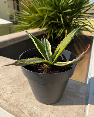 Agave variegata e agave verde