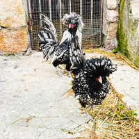 Galline padovane giganti