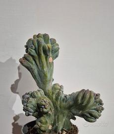 piante grasse Cactus 