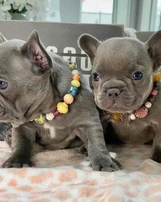 BULLDOG FRANCESE - BOULEDOGUE CUCCIOLI pag rateale
