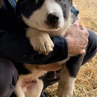 Cucciolo maschio futura taglia grande