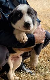 Cucciolo maschio futura taglia grande