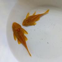 Ancistrus Gold coppia riproduttiva
