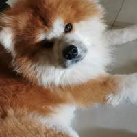 Cagnolina per accoppiamento