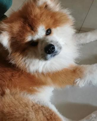 Cagnolina per accoppiamento