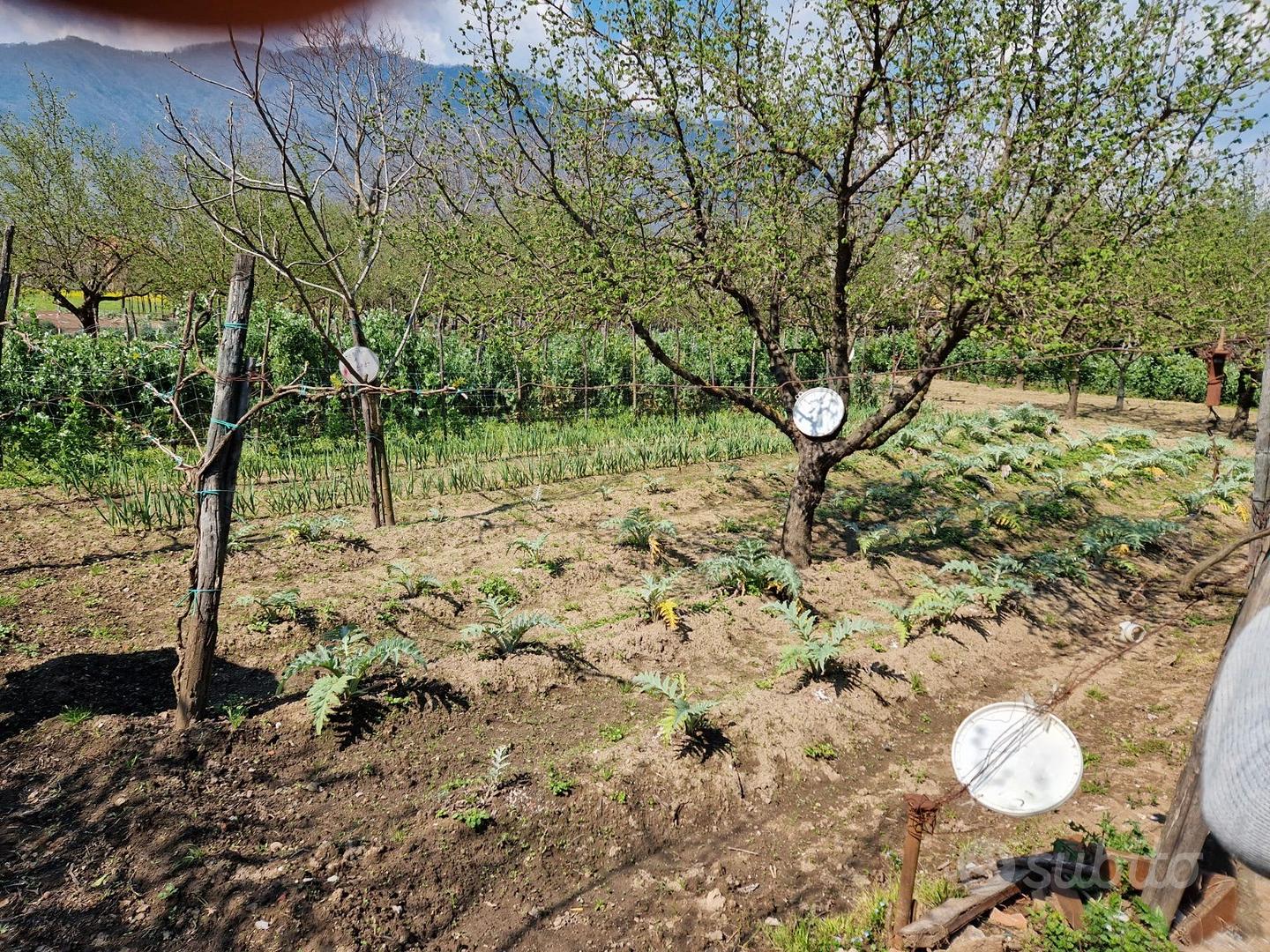 Terreno agricolo - Vista 3