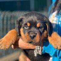 Cucciolo Rottweiler