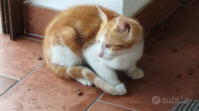 Gattini