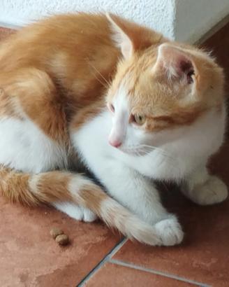 Gattini