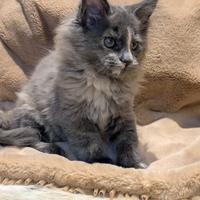 Cucciola di Maine Coon