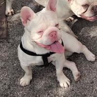 Bulldog francese stallone