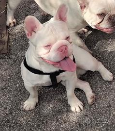 Bulldog francese stallone