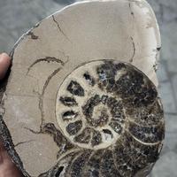 ammonite 