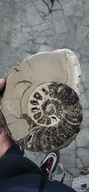 ammonite 