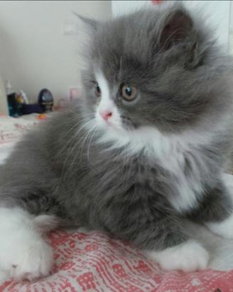 Gattina Persiano Blue White