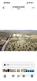 Masseria del 1700 con 30000 mq di terreno