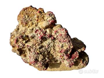 Cinabro sedimentario RARO Minerale Cerreto Piano