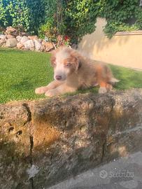 Maschietti di pastore australiano