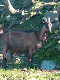 Piccolo gregge in lattazione