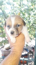 jackrussell  terrier  euro150