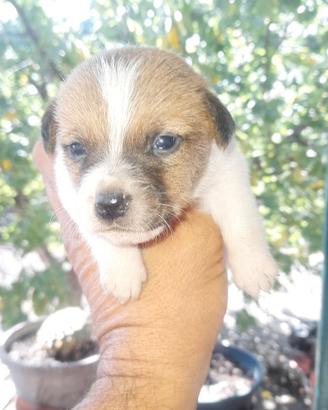 jackrussell  terrier  euro150
