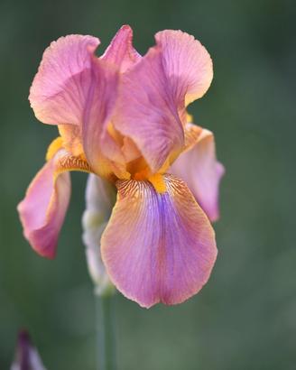 iris rizomi