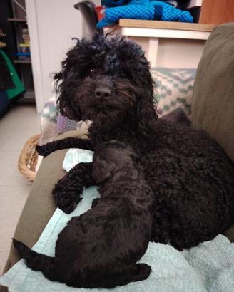 Barboncini nero cuccioli