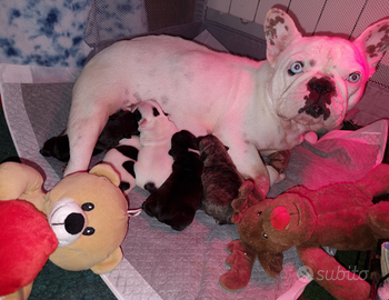 Cuccioli di Bouledogue Francese